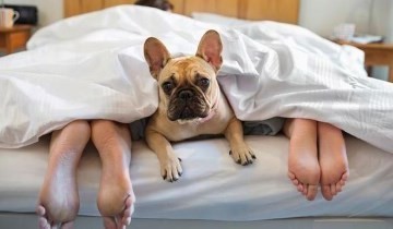 Pet Friendly