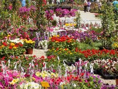 Flower exhibition