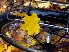 Autumn leaves are changing colours